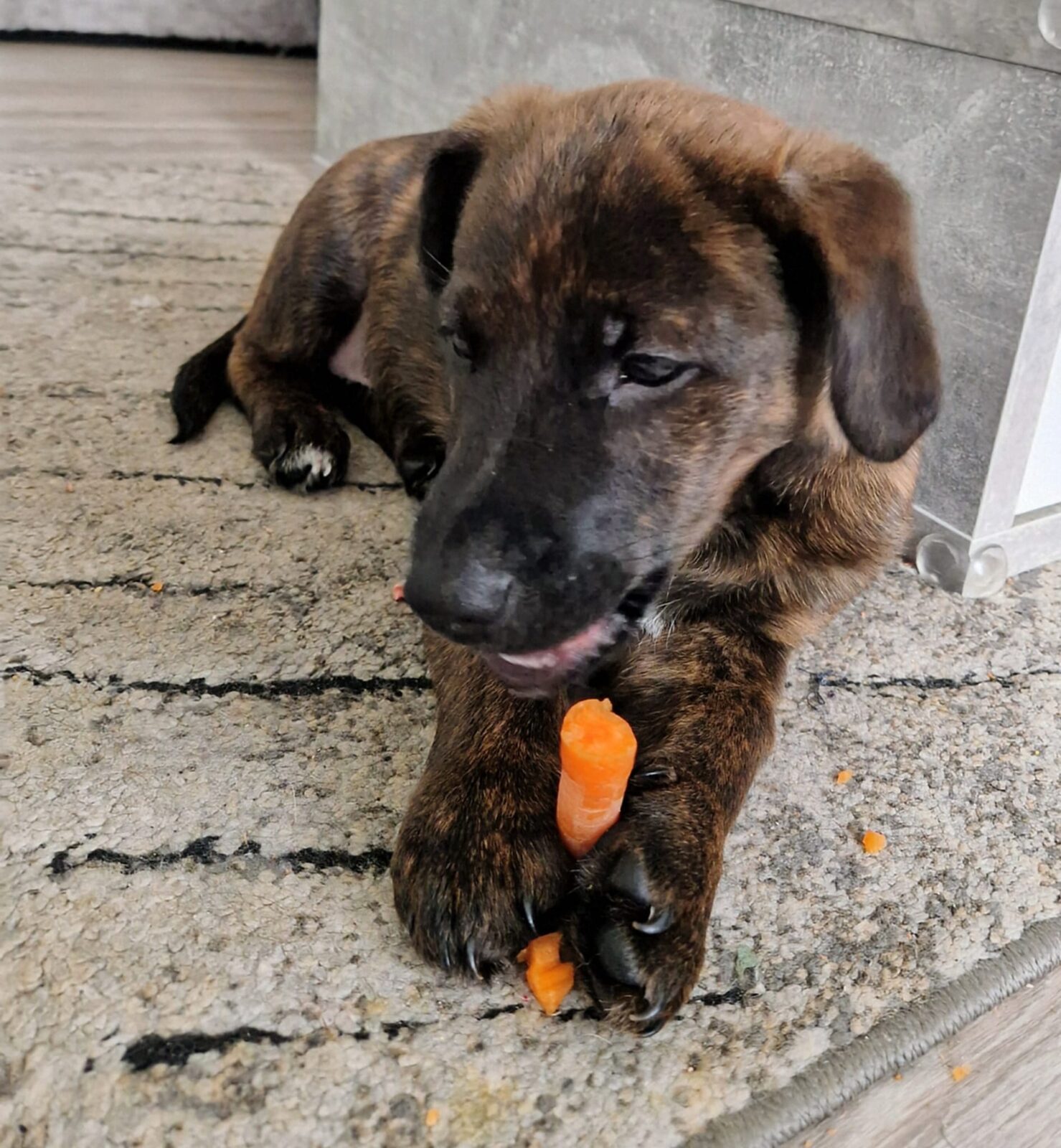 Jagdhund-Mix „Patch“