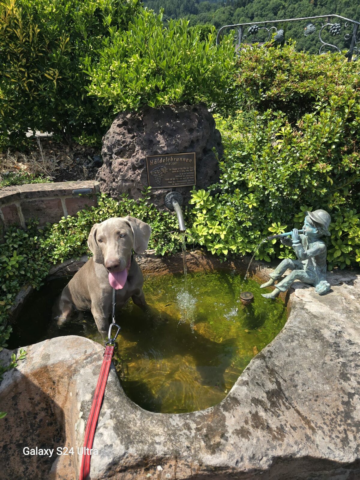 Weimaraner „Atze von Böckinghausen“