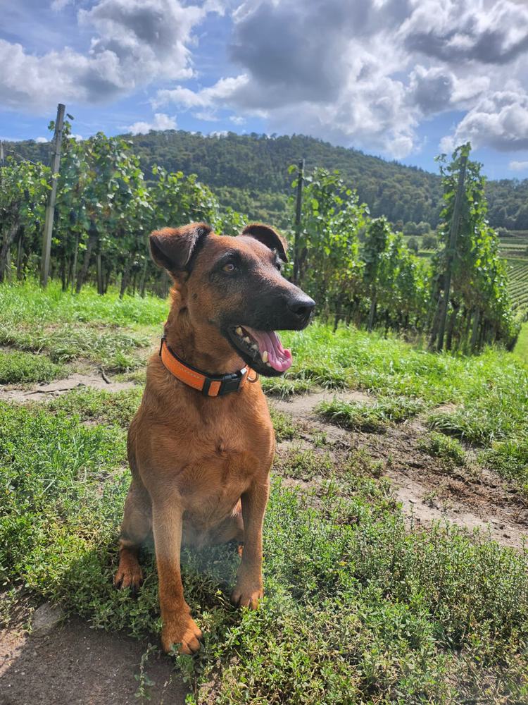 Westfalenterrier „Ayla“