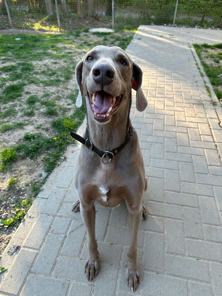Weimaraner „Ben“