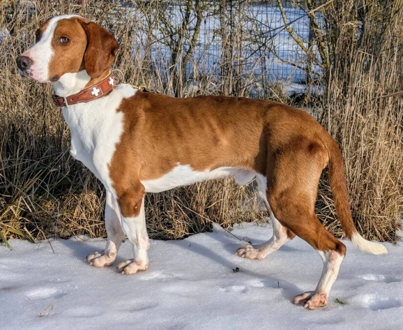 Brackenmix „Platon“