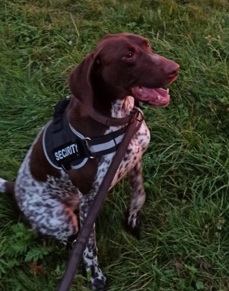 Deutsch Kurzhaar-Mix „Argos“