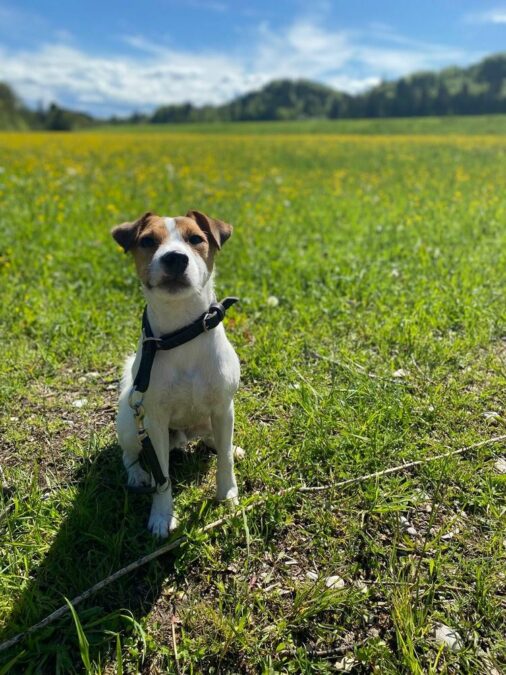 Parson Russell Terrier „Anton“