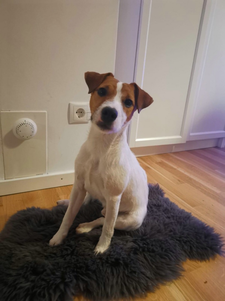 Parson Russell Terrier „Anton“