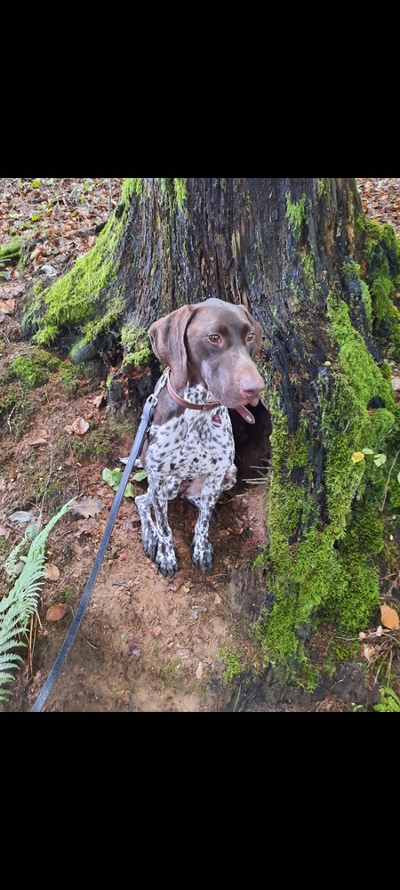 Jagdhund Mix „Argos“
