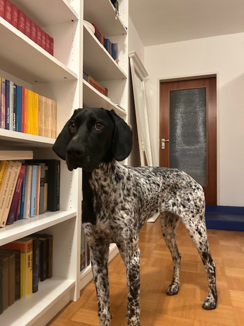 Deutsch Kurzhaar „Alma“