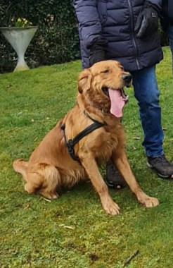 Dark Golden Retriever-Rüde “ Aristo „