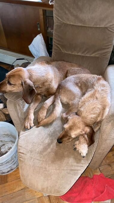 2 Bracken/Schweißhunde Mixe