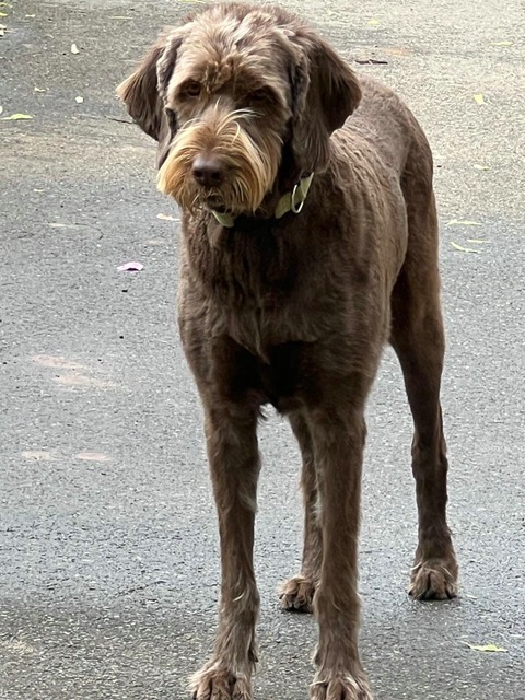 Pudelpointer „Becky vom Westerloher Land „