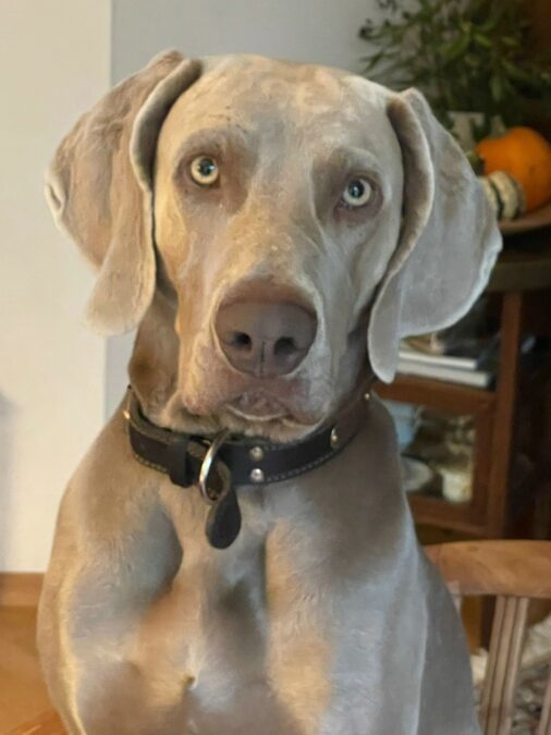 Weimaraner „Bruno vun Bruis Hoff“