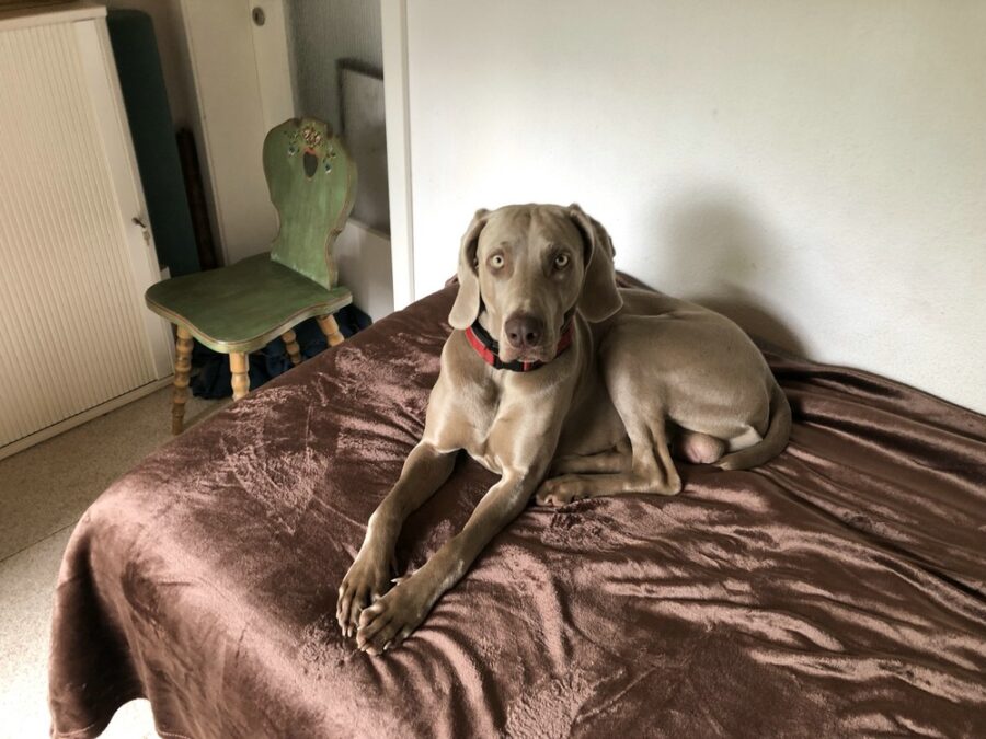 Weimaraner „Bruno vun Brues Hoff“