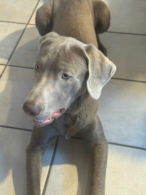 Labrador/Weimaraner-Mix „Bones“