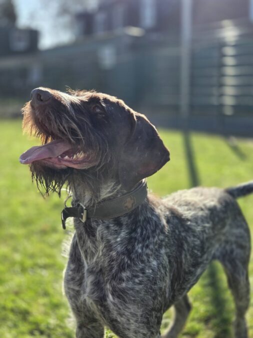Deutsch Drahthaar„Blacky“
