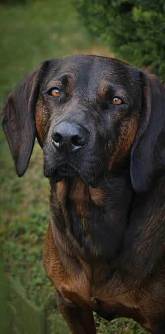 BGS“ Bruno „