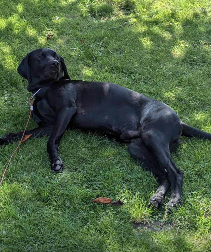 Jagdhundmix „Bruno „