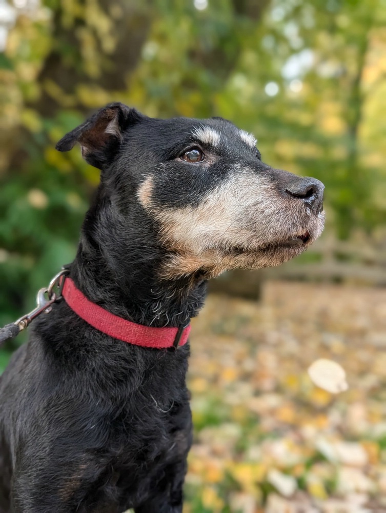 Heideterrier „Carla“