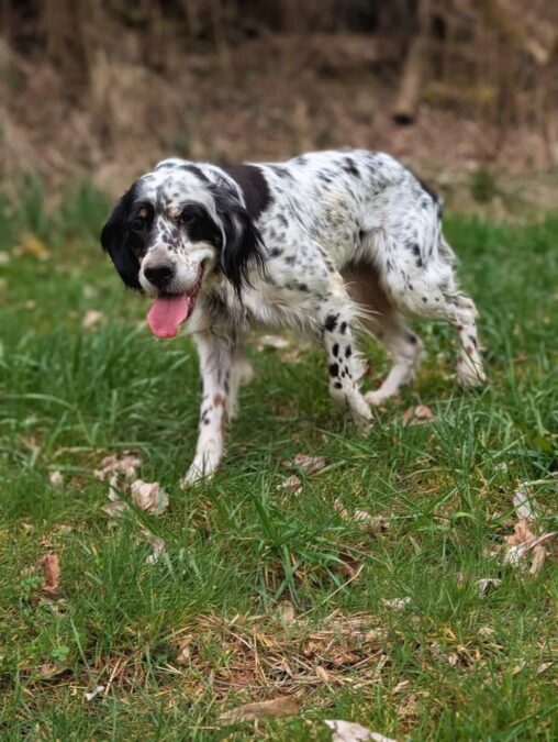 English Setter „Casella“
