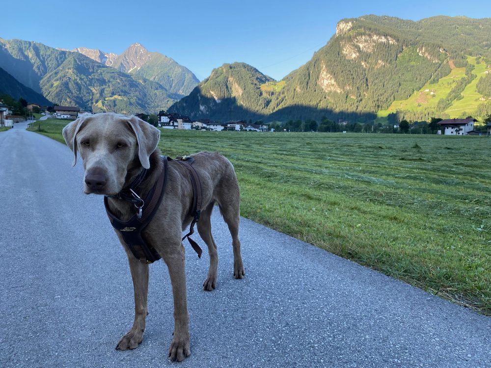 Labrador-Weimaraner „Charlie“