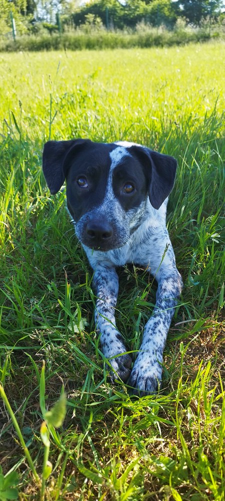 Jagdhundmix „Dotty“
