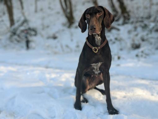 Kurzhaar – Mix „Diana“