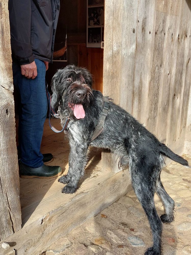 Deutsch Drahthaar Rüde „Floyd „