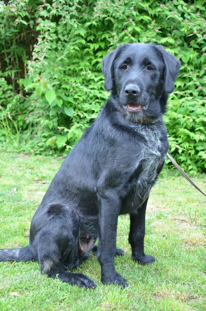 Jagdhundmix „Emma“