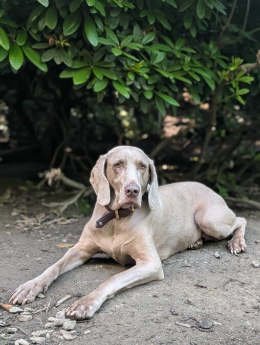 Weimaraner „Elli“