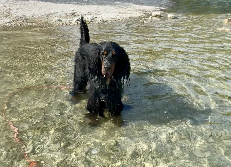 Gordon Setter „Fietje aka LEO Biczyckie Wzgórze (FCI)“