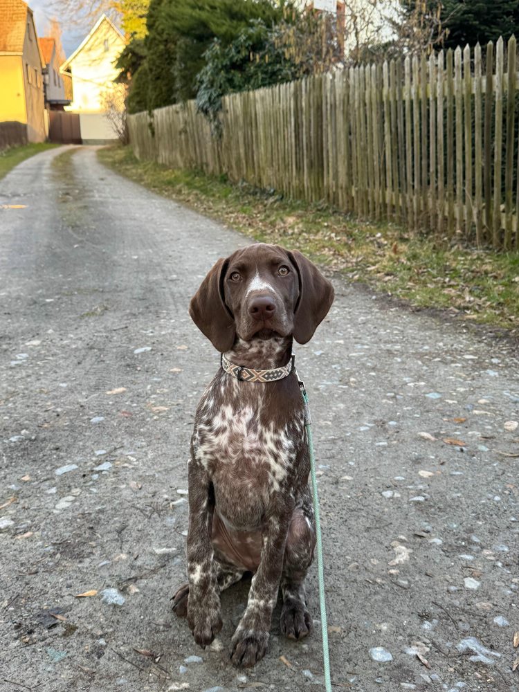 Deutsch Kurzhaar „Falka vom Bobertal“