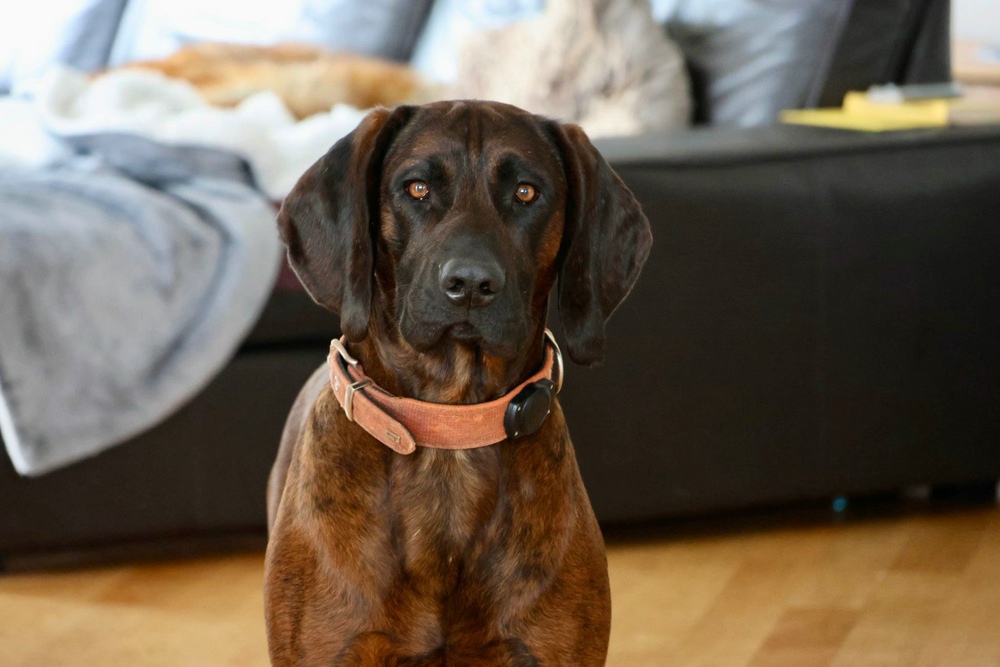 Hannoverscher Schweißhund „Fritz vom Ordensholz“