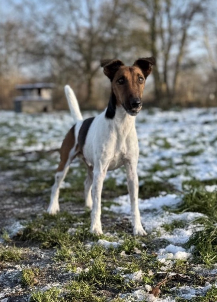 Foxterrier „Geralt vom Teufelsstein  „