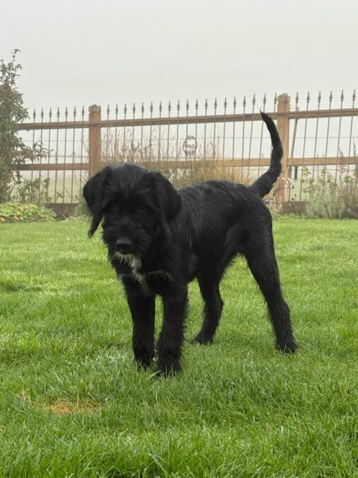 Jagdhundmix “ Gino „