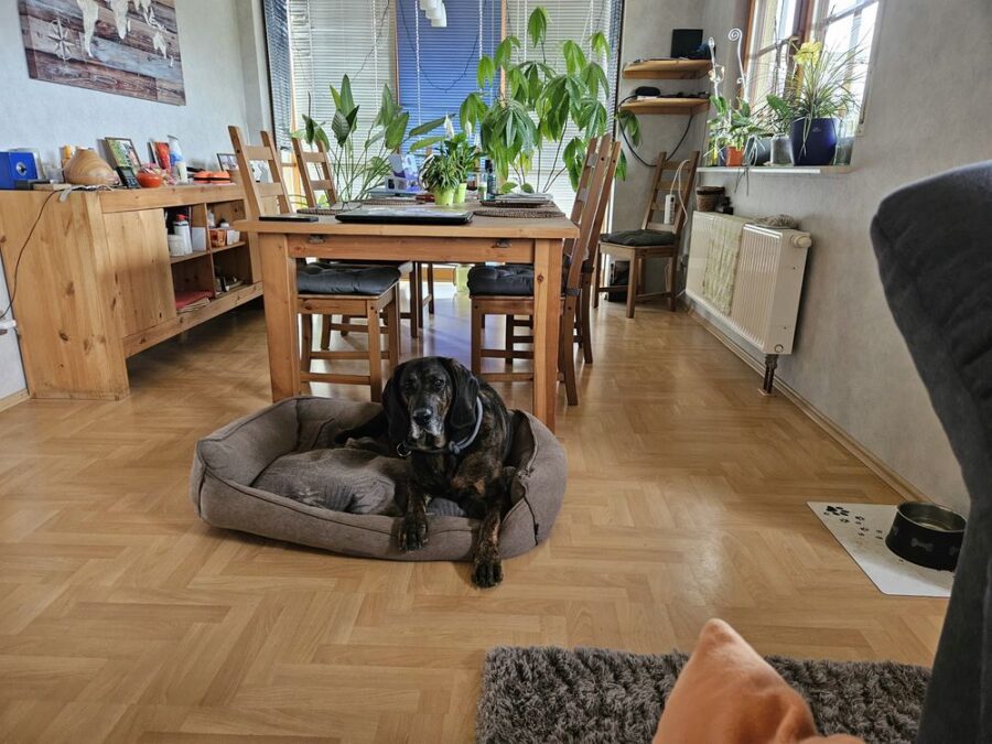 Hannoverscher Schweißhund „Hektor“