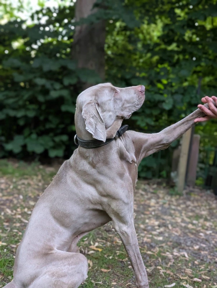 Weimaraner „Ike von der Jadeburg“