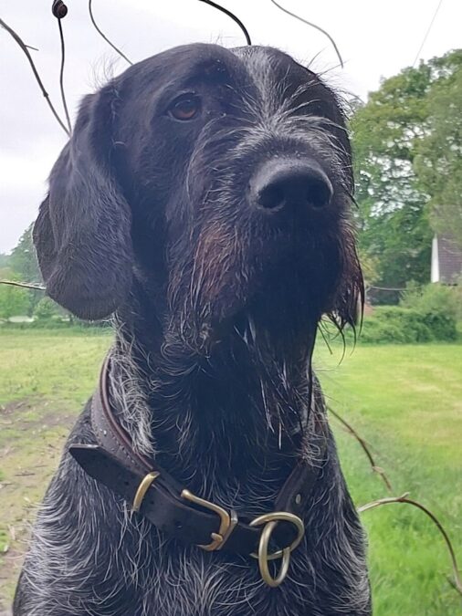 Deutsch Drahthaar „Kalle“