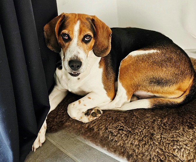 Estnische Bracke „Karamell“