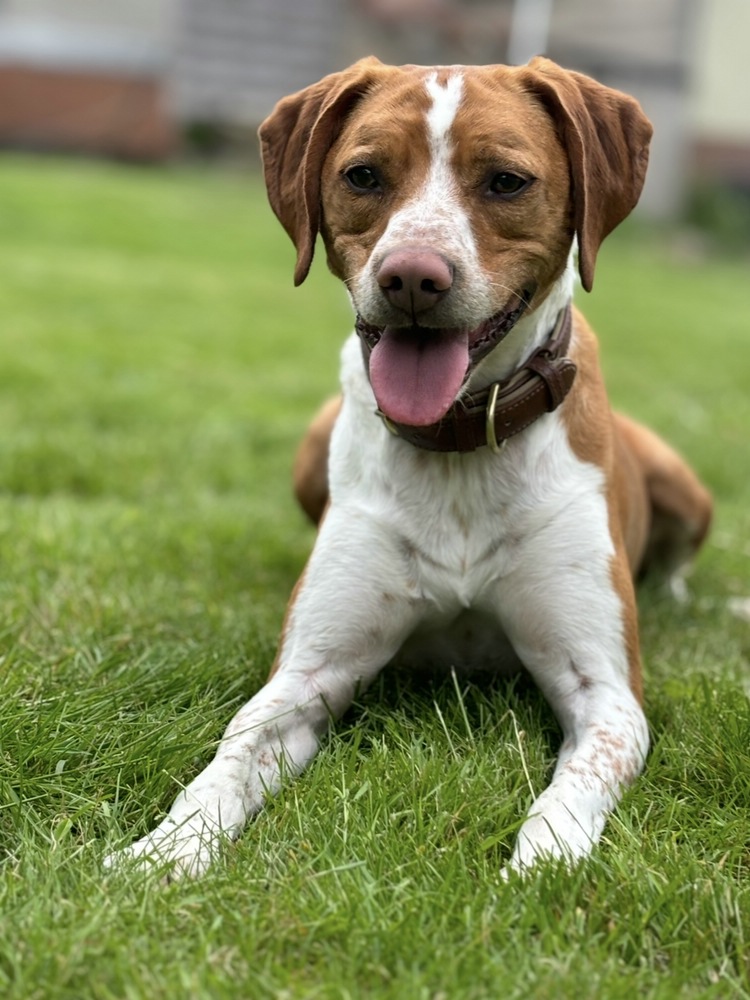Jagdhund-Mix „Lio“