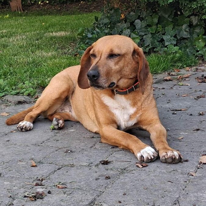 Jagdhundmix „Lalla“