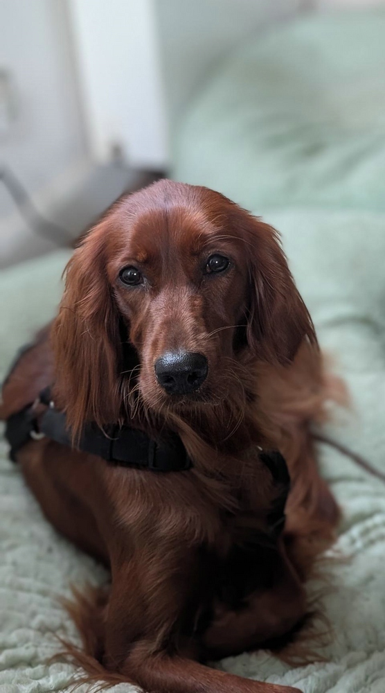 Irish Setter „Lilly“