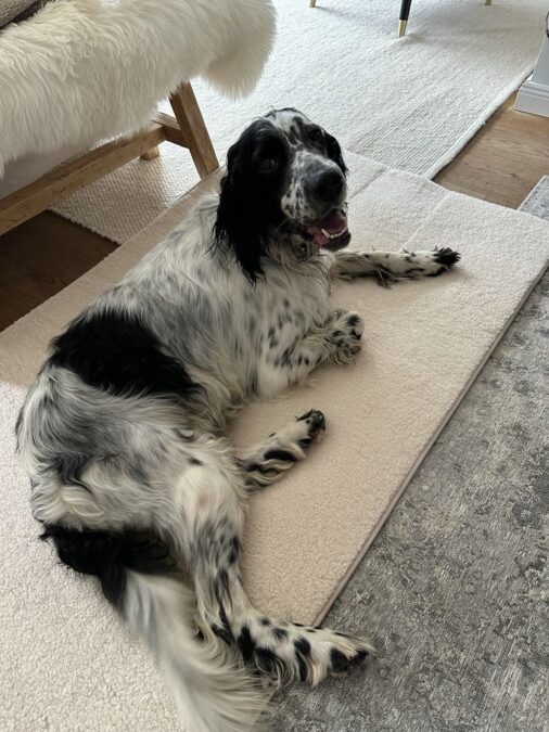English Setter „Mišco“