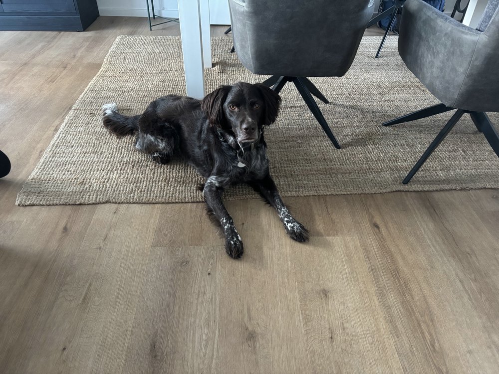 Kleiner Münsterländer „Moritz“