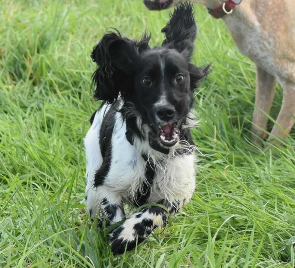 Springer Spaniel „Maikl“ Jagdhunde in Not e.V.