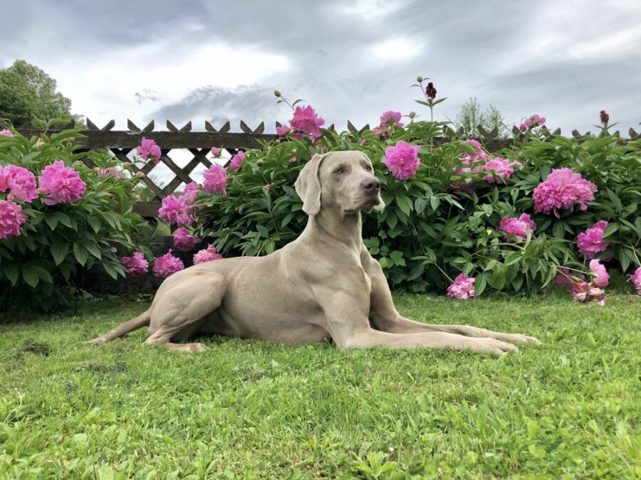 Weimaraner„Moro“