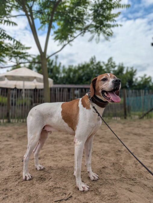 Pointer  „Polu“
