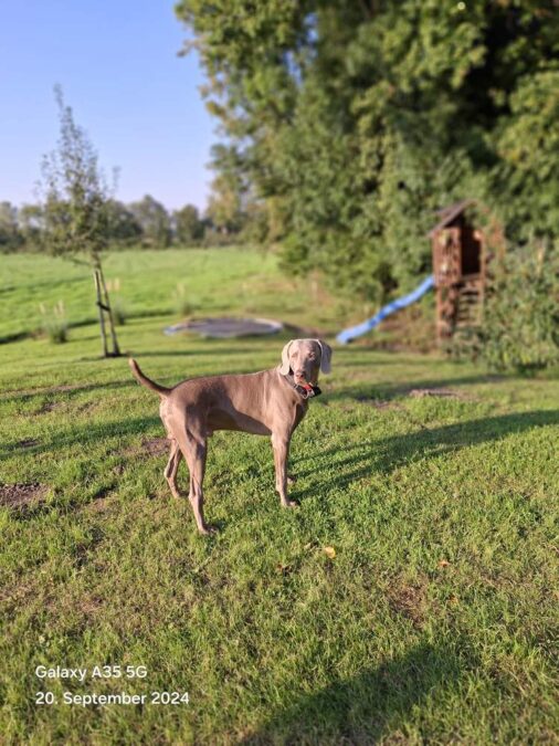 Weimaraner „Pan vom Emstal, Rufname Max“