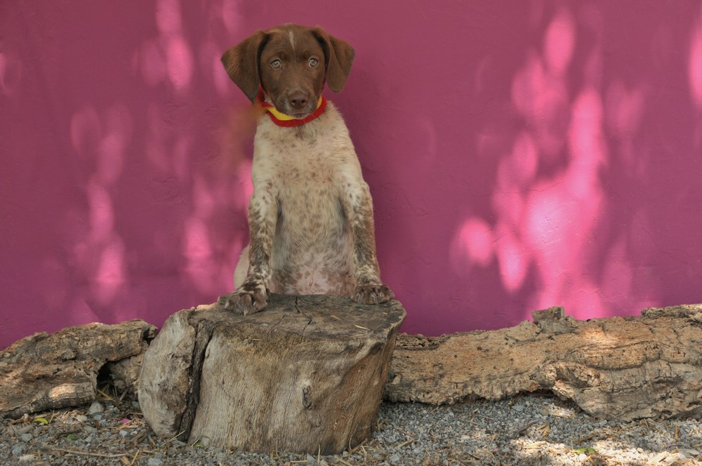 Jagdhund-Mix „Pepo“