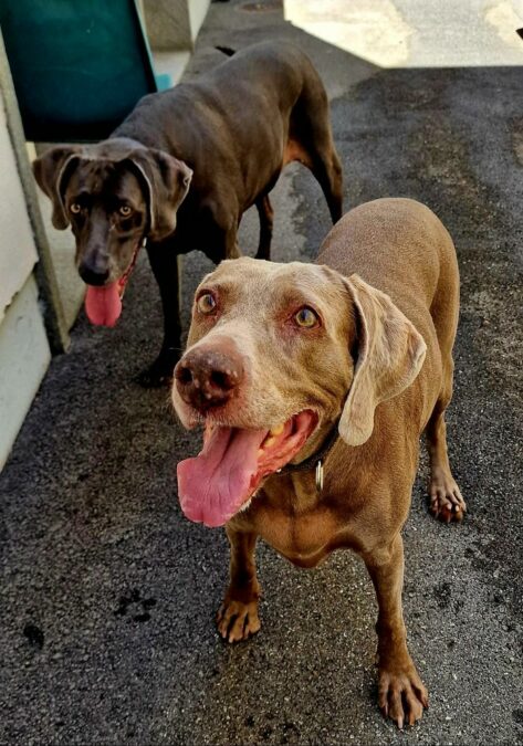Weimaraner „Runa und Bai“