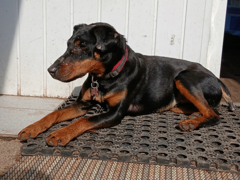 Jagdterrier„Sette“