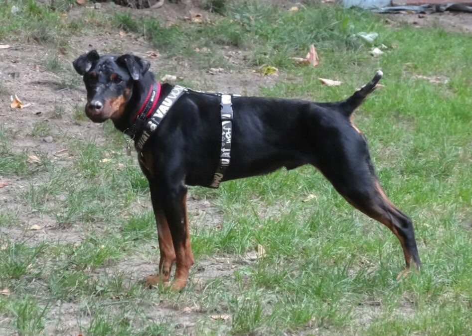 Jagdterrier„Sette“