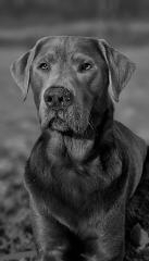 Weimaranermix “ Schoko „